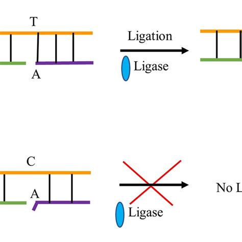 Schematic Illustration Of The Principle Of DNA Ligase Assisted LAMP