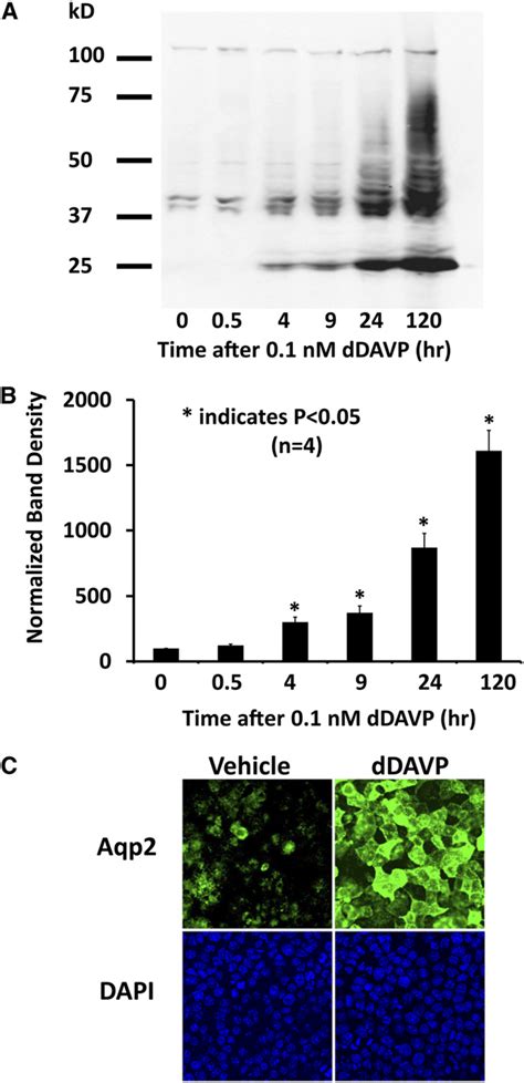 The Vasopressin Analog DDAVP Significantly Increases Levels Of The