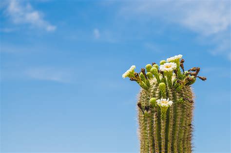 Cacti in Arizona – Cat Sparks Photography