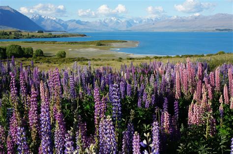 Mackenzie Basin offers landscacpes unique to New Zealand