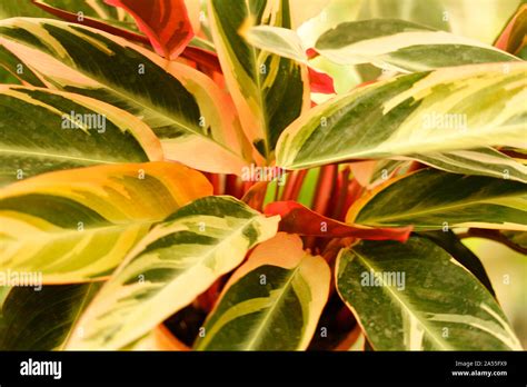 Calathea Calathea Hi Res Stock Photography And Images Alamy