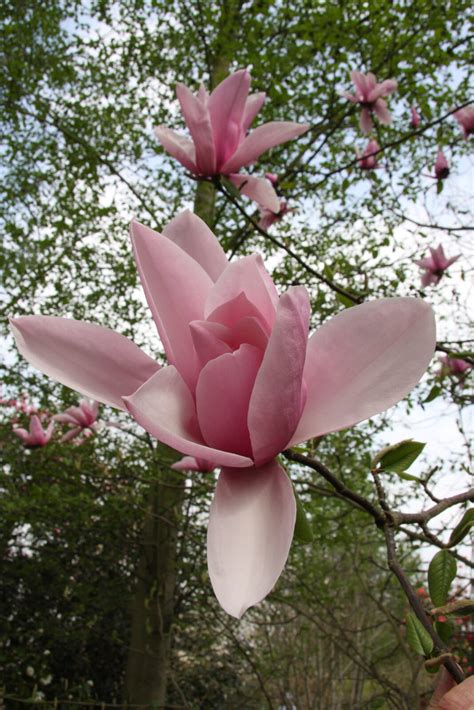 Magnolia Sargentiana Var Robusta Blood Moon Pan Global Plants