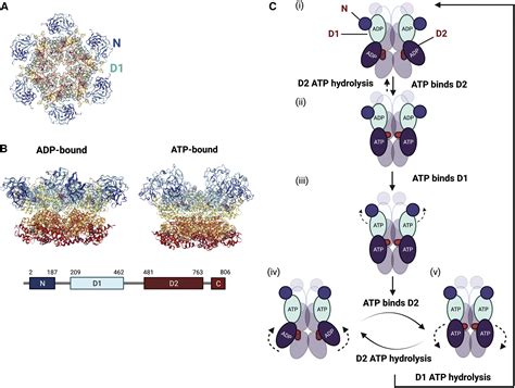 Inhibitors Of The Atpase P Vcp From Basic Research To Clinical