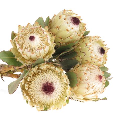 Protea Weiss Snow Queen 40cm Bangsia Und Protea Heyl Blumengroßhandel Floristikgroßhandel