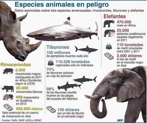 Especies animales en peligro de extinción | Animales en peligro de ...