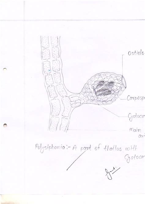 Botany 1st Year Practical File Notes Download