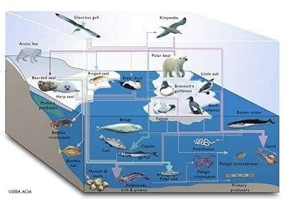 Ocean Ecosystem Biotic And Abiotic Factors