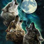 Three Wolf Moon Meme Generator - Imgflip