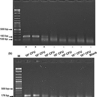 Detection Limits Of The RPA SYBR Green I A RPA LFD B And RPA AGE