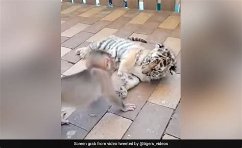 Watch: Baby Monkey Plays With Tiger Cub, Unusual Friendship Delights ...