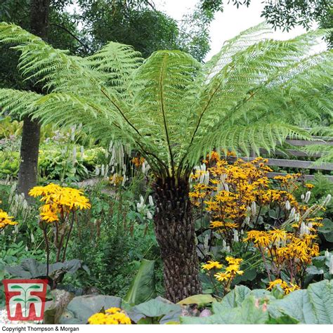 Discount Shopping Dicksonia Antarctica Australian Tree Fern Outdoor