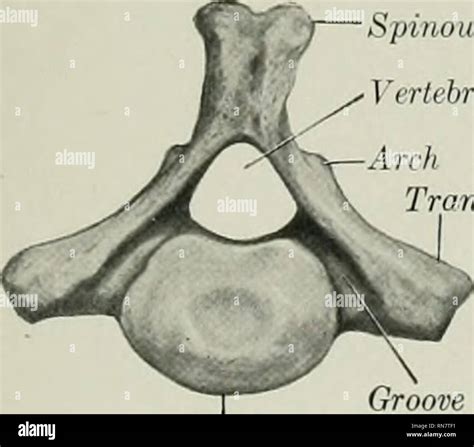 Coccygeal spine hi-res stock photography and images - Alamy