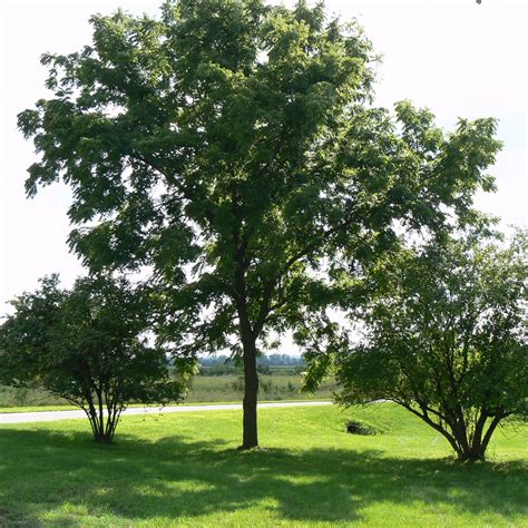 Walnut Tree Growth