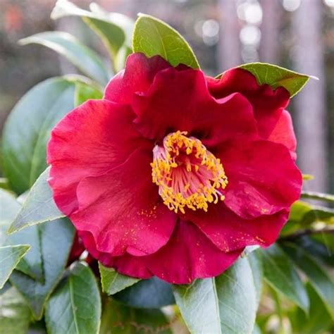 Winter Camellia - Nature of Your Neighborhood