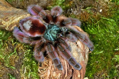 Photos Of Theraphosidae Tarantulas Or Bird Eating Spiders