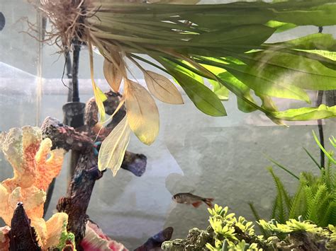 Crayfish keeps uprooting plants : r/aquarium