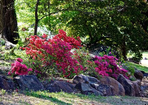 Common Azalea Problems: Azalea Diseases & Azalea Plant Pests | Plant ...