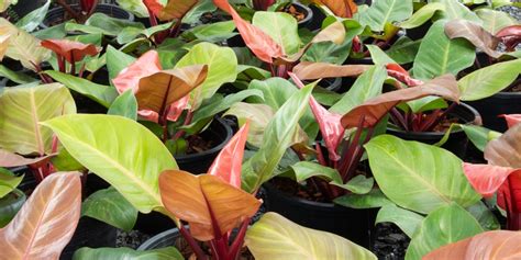 How To Propagate A Philodendron Erubescens GFL Outdoors