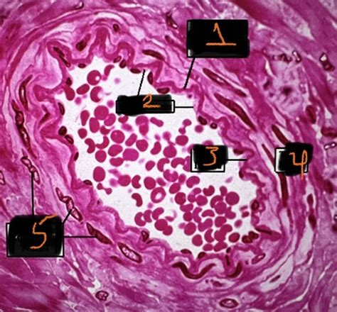 Artery histology Flashcards | Quizlet