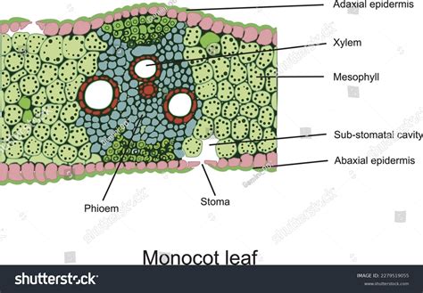 Cross Section Of Leaf Xylem And Phloem