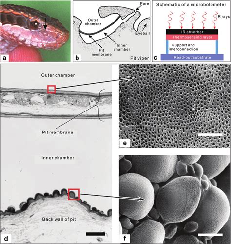 The Architecture Of The Pit Organ Of A Pit Viper Gloydius Blomhoffii