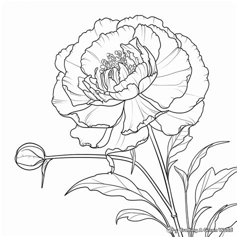 Peony Coloring Pages Free And Printable