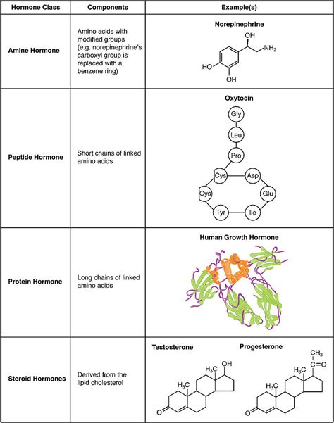 Difference Between Neurotransmitters and Hormones | Compare the ...