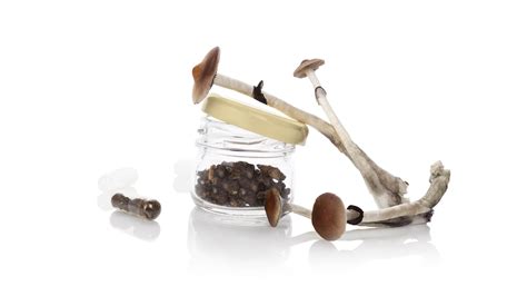 psychedelic mushrooms explained