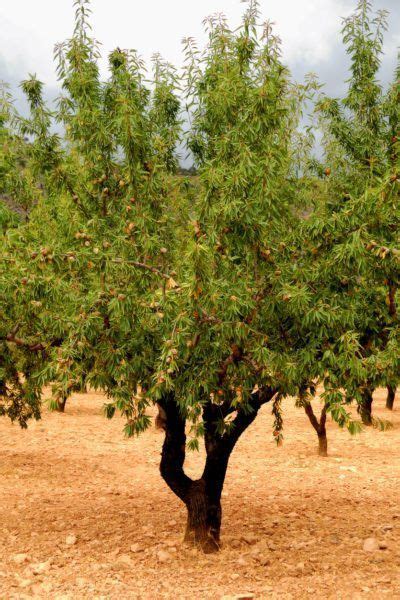 Can You Grow Almonds In Containers Tips For Keeping An Almond Tree In A Pot Artofit