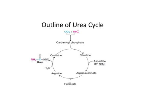 Urea Cycle Energetics Of Urea Cycle Regulation Of Urea Cycle