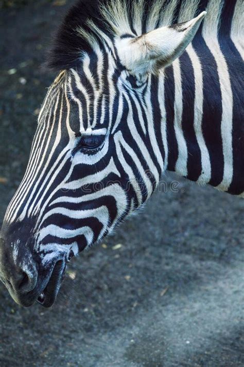 Picture of Zebra Face Close Up Stock Image - Image of head ...