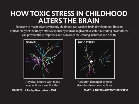 Traumatic Stress And The Brain Phoenix Center For Experiential Trauma