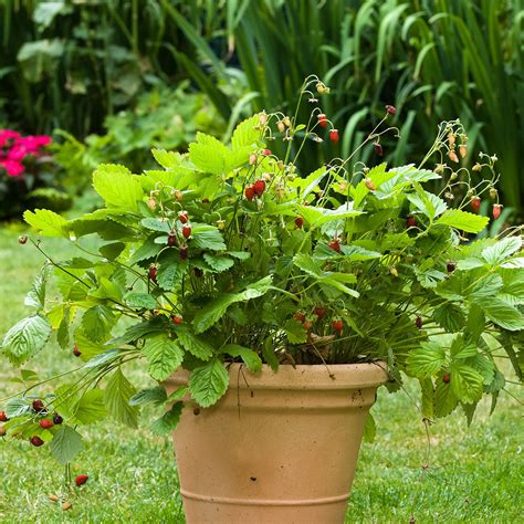 Erdbeere Waldfee Im Ca Cm Topf Gartenhelden Online