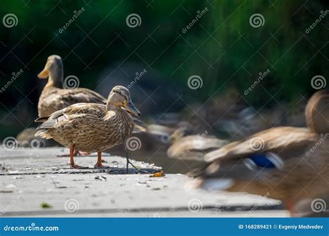 Wild Siberian Duck Mallard Stands On The Concrete Floor Walking With