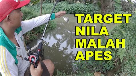 Mancing Ikan Nila Di Sungai YouTube