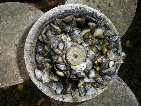 Aquatic Invasive Species Mussels Clog Boat Propeller Flickr