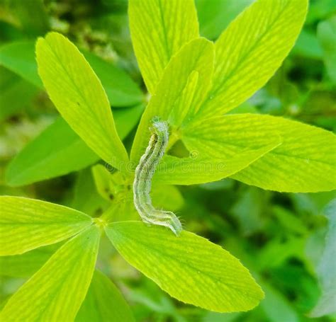 The Cotton Bollworm, Corn Earworm, or Old World Bollworm is a Moth ...