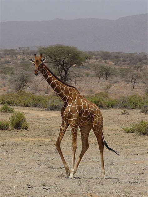 Girafe Girafes Animaux Animaux R Serve Nationale De Samburu