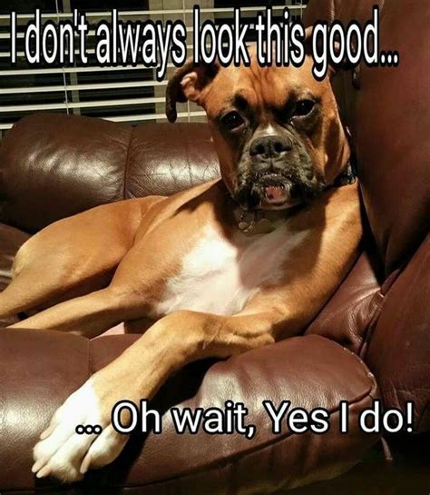 Funny Boxer Dog Meme