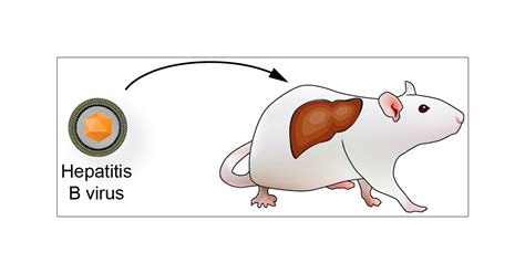 In Vivo Model Systems For Hepatitis B Virus Research Acs Infectious