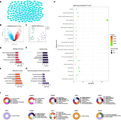 Frontiers Key Candidate Genes And Pathways In T Lymphoblastic