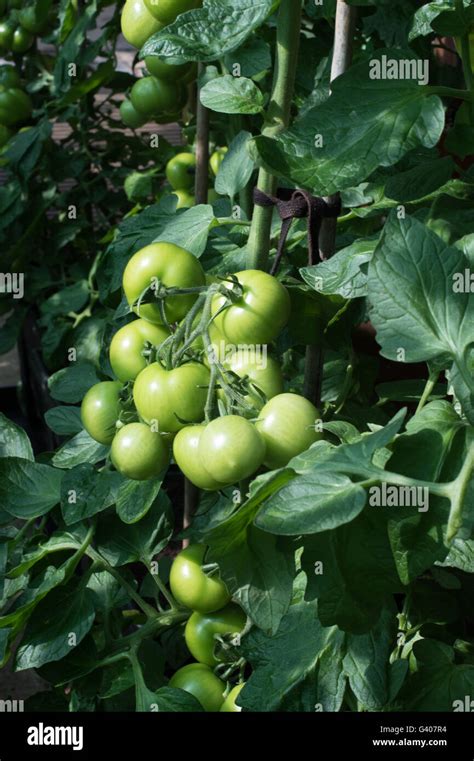 Developing Tomatoes Hi Res Stock Photography And Images Alamy