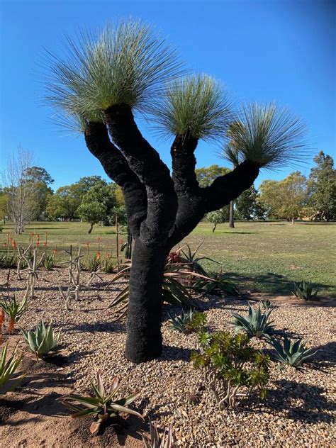 Grass Tree, Blue Grass Tree - Designer Trees Australia