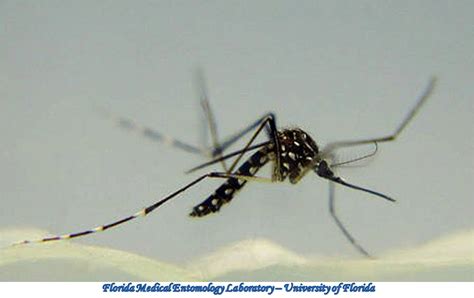 Diptera Culicidae Aedes Aegypti Yellow Fever Mosquito D Urban