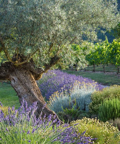 Pruning olive trees: tips for keeping them in top condition | Gardeningetc