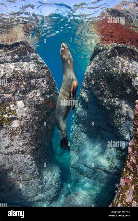 A Playful Sea Lion Zalophus Californianus Mimics Curves In The Rocks