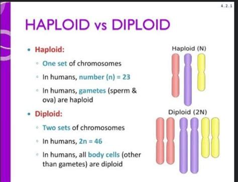 What Is The Difference Between A Haploid And Diploid Cell Brainly In