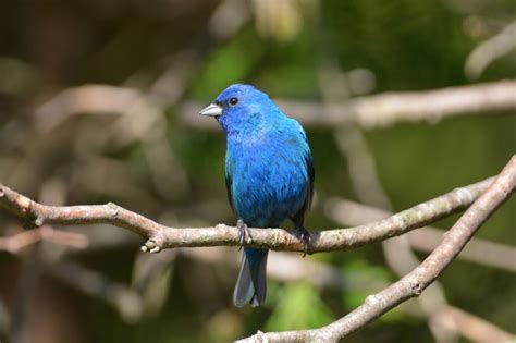 Guide To Birds In West Virginia Must See Birds In The Mountain State