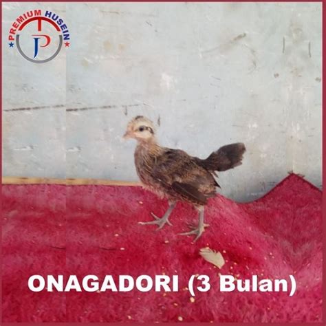 Jual Ayam Onagadori Ayam Hias Onagadori Anakan Usia 3 Bulan