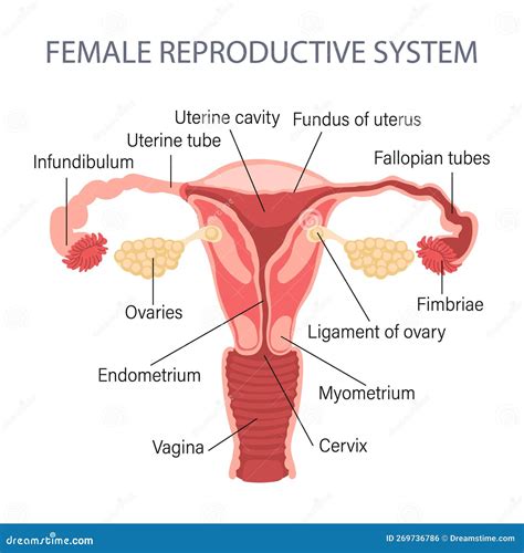 Sistema Riproduttivo Femminile Diagramma Di Un Utero Sano Genicologia